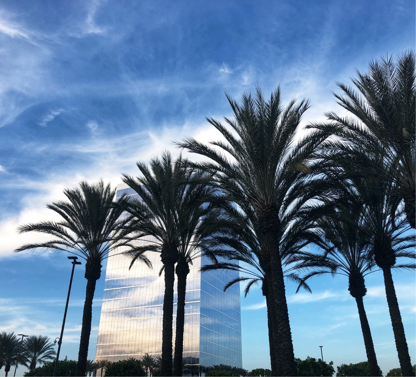 palms