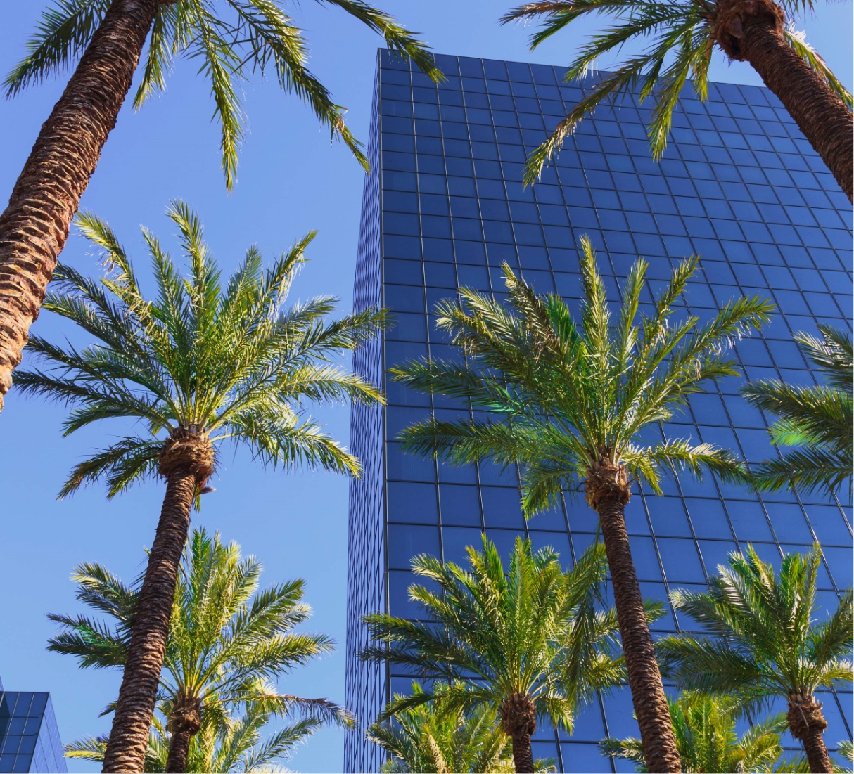 palms